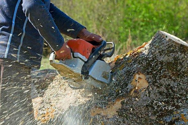 Best Stump Grinding and Removal  in North Rock Springs, WY